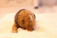 Oscar, a male Miniature Goldendoodle for sale in Geneva, IN – Photo 4 of 4