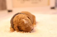 Oscar, a male Miniature Goldendoodle for sale in Geneva, IN – Photo 1 of 4