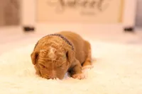 Oscar, a male Miniature Goldendoodle for sale in Geneva, IN – Photo 3 of 4
