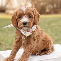 Brooke, a female Goldendoodle for sale in Geneva, IN – Photo 4 of 8