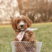 Brooke, a female Goldendoodle for sale in Geneva, IN – Photo 1 of 8
