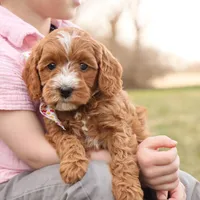 Brooke, a female Goldendoodle for sale in Geneva, IN – Photo 3 of 8
