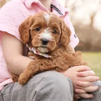 Brooke, a female Goldendoodle for sale in Geneva, IN – Photo 2 of 8