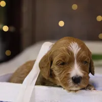 Brooke, a female Goldendoodle for sale in Geneva, IN – Photo 5 of 8