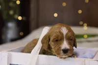 processed/69958333-4168-45df-bf92-ddd3f1e7fa1f/listing/e7eb6d37-4bbe-4288-ab9e-8ddb005184a0/c26783ce-b8e9-4cf8-b9bd-5dbdbb85b750