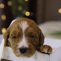 Brooke, a female Goldendoodle for sale in Geneva, IN – Photo 6 of 8