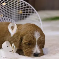 Brooke, a female Goldendoodle for sale in Geneva, IN – Photo 8 of 8