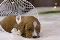 processed/69958333-4168-45df-bf92-ddd3f1e7fa1f/listing/e7eb6d37-4bbe-4288-ab9e-8ddb005184a0/e0aa78ad-c25b-409f-8ef6-8de4c9d4787b