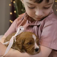 Brooke, a female Goldendoodle for sale in Geneva, IN – Photo 7 of 8