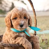 Forrest, a male Goldendoodle for sale in Geneva, IN – Photo 1 of 9