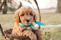 Forrest, a male Goldendoodle for sale in Geneva, IN – Photo 1 of 9