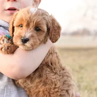 Forrest, a male Goldendoodle for sale in Geneva, IN – Photo 5 of 9