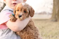 Forrest, a male Goldendoodle for sale in Geneva, IN – Photo 5 of 9