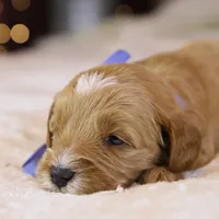 Forrest, a male Goldendoodle for sale in Geneva, IN – Photo 6 of 9