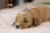 Forrest, a male Goldendoodle for sale in Geneva, IN – Photo 6 of 9