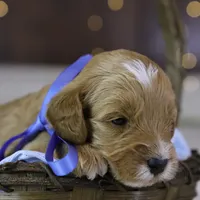 Forrest, a male Goldendoodle for sale in Geneva, IN – Photo 9 of 9