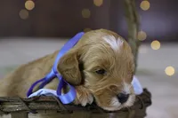 Forrest, a male Goldendoodle for sale in Geneva, IN – Photo 9 of 9