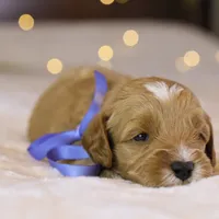 Forrest, a male Goldendoodle for sale in Geneva, IN – Photo 7 of 9