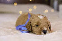 Forrest, a male Goldendoodle for sale in Geneva, IN – Photo 7 of 9