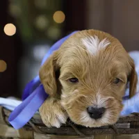 Forrest, a male Goldendoodle for sale in Geneva, IN – Photo 8 of 9
