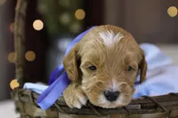 Forrest, a male Goldendoodle for sale in Geneva, IN – Photo 8 of 9
