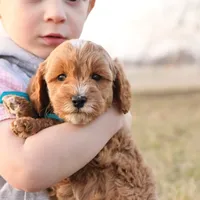 Forrest, a male Goldendoodle for sale in Geneva, IN – Photo 3 of 9