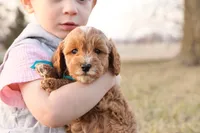 Forrest, a male Goldendoodle for sale in Geneva, IN – Photo 3 of 9