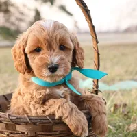 Forrest, a male Goldendoodle for sale in Geneva, IN – Photo 4 of 9