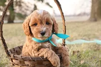Forrest, a male Goldendoodle for sale in Geneva, IN – Photo 4 of 9