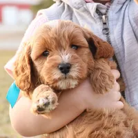 Forrest, a male Goldendoodle for sale in Geneva, IN – Photo 2 of 9