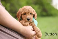 Button, a female Goldendoodle for sale in Geneva, IN – 2 of 4