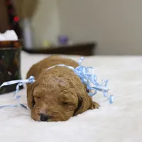 Sam, a male Goldendoodle for sale in Geneva, IN – Photo 4 of 5