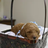 Sam, a male Goldendoodle for sale in Geneva, IN – Photo 3 of 5