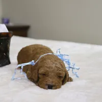 Sam, a male Goldendoodle for sale in Geneva, IN – Photo 5 of 5