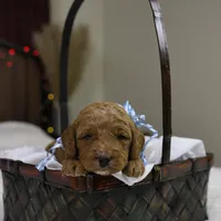 Sam, a male Goldendoodle for sale in Geneva, IN – Photo 1 of 5