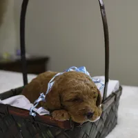 Sam, a male Goldendoodle for sale in Geneva, IN – Photo 2 of 5