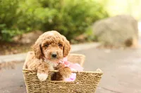 Summer, a male Miniature Goldendoodle for sale in Geneva, IN – 3 of 4