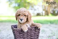 Robin, a male Goldendoodle for sale in Geneva, IN – 2 of 5