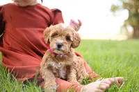 Cupcake, a female Goldendoodle for sale in Geneva, IN – 5 of 5