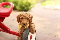 Coleman, a male Miniature Goldendoodle for sale in Geneva, IN – 3 of 5