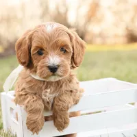 Ladybug, a female Goldendoodle for sale in Geneva, IN – Photo 2 of 9