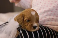 Ladybug, a female Goldendoodle for sale in Geneva, IN – Photo 8 of 9