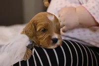 Ladybug, a female Goldendoodle for sale in Geneva, IN – Photo 9 of 9