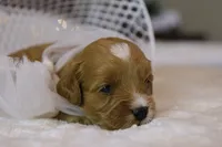 Ladybug, a female Goldendoodle for sale in Geneva, IN – Photo 7 of 9