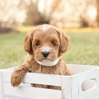 Ladybug, a female Goldendoodle for sale in Geneva, IN – Photo 1 of 9
