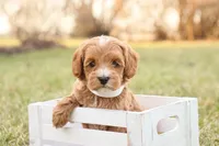 Ladybug, a female Goldendoodle for sale in Geneva, IN – Photo 1 of 9