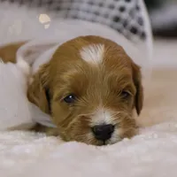Ladybug, a female Goldendoodle for sale in Geneva, IN – Photo 6 of 9