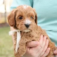 Ladybug, a female Goldendoodle for sale in Geneva, IN – Photo 4 of 9