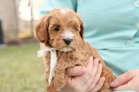 Ladybug, a female Goldendoodle for sale in Geneva, IN – Photo 4 of 9