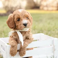 Ladybug, a female Goldendoodle for sale in Geneva, IN – Photo 5 of 9